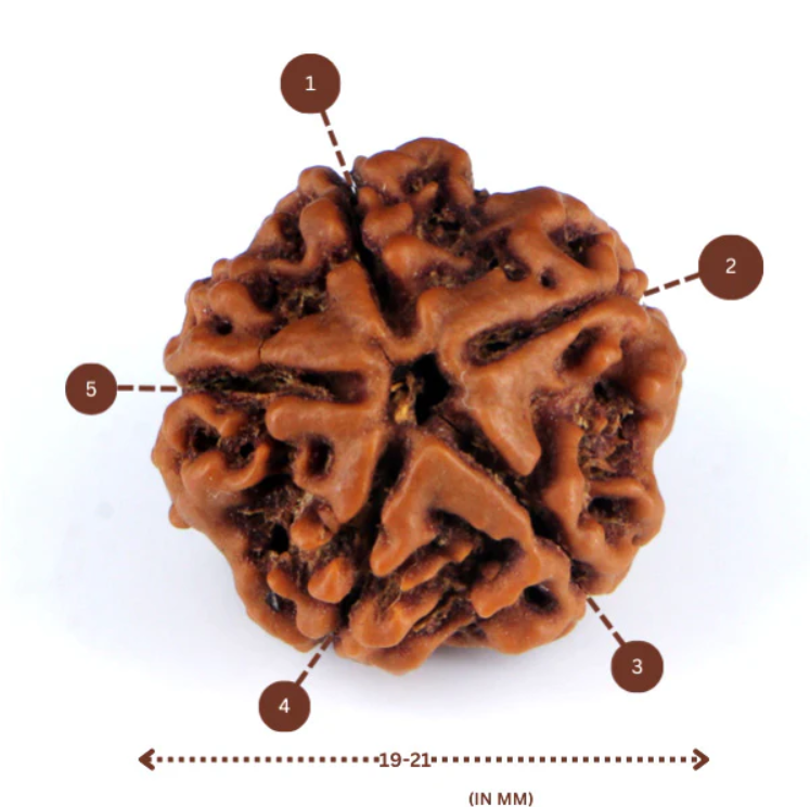 5 Mukhi RUDRAKSHA / Panch MUKHI / Five Faced Mukhi Rudraksh Benefits