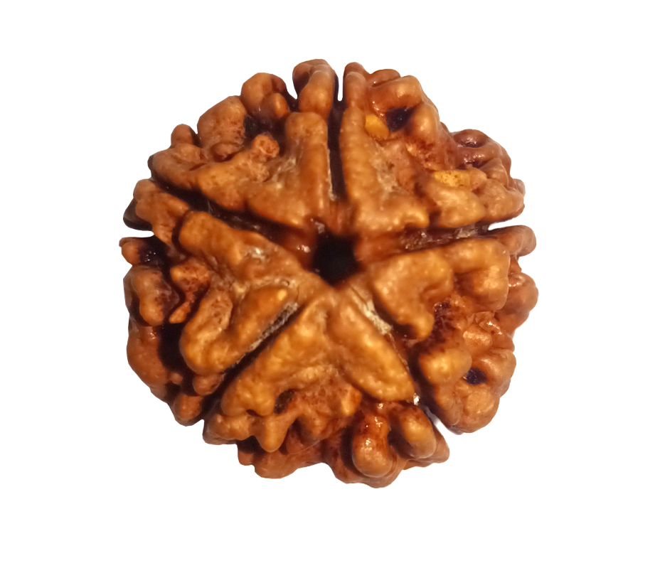 5 Mukhi RUDRAKSHA / Panch MUKHI / Five Faced Mukhi Rudraksh Benefits