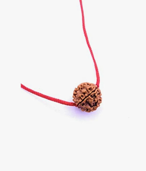 5 Mukhi RUDRAKSHA / Panch MUKHI / Five Faced Mukhi Rudraksh Benefits